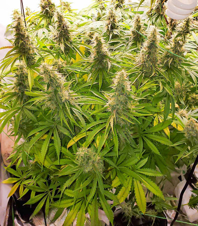 Сорт Mandarin Thuggee fem (AlphaFem Seeds) Сорт Mandarin Thuggee fem (AlphaFem Seeds) — изображение 3