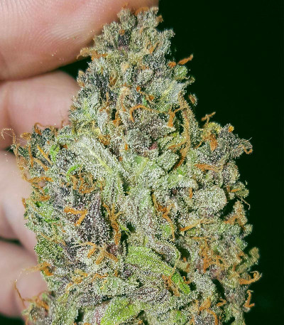 Сорт Mandarin Thuggee fem (AlphaFem Seeds) Сорт Mandarin Thuggee fem (AlphaFem Seeds) — изображение 6