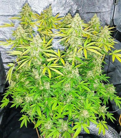 Сорт Mandarin Thuggee fem (AlphaFem Seeds) Сорт Mandarin Thuggee fem (AlphaFem Seeds) — изображение 4