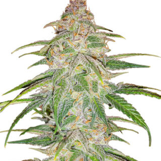 Сорт Mandarin Thuggee fem (AlphaFem Seeds)