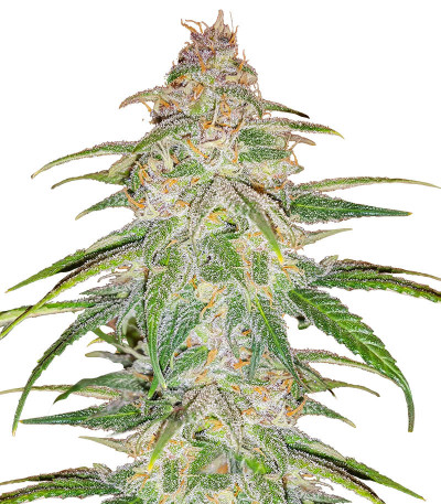 Сорт Mandarin Thuggee fem (AlphaFem Seeds) Сорт Mandarin Thuggee fem (AlphaFem Seeds)