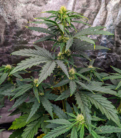 Сорт Mandarin Thuggee Auto fem (AlphaFem Seeds) Сорт Mandarin Thuggee Auto fem (AlphaFem Seeds) — изображение 4