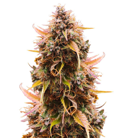 Сорт Mandarin Thuggee Auto fem (AlphaFem Seeds) Сорт Mandarin Thuggee Auto fem (AlphaFem Seeds)