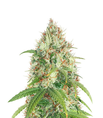 Сорт Dessert Mix fem (Herbies Seeds) Сорт Dessert Mix fem (Herbies Seeds) — изображение 7