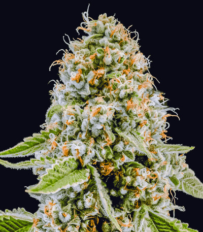 Сорт Milky Dreams fem (GHS) Сорт Milky Dreams fem (GHS) — изображение 4