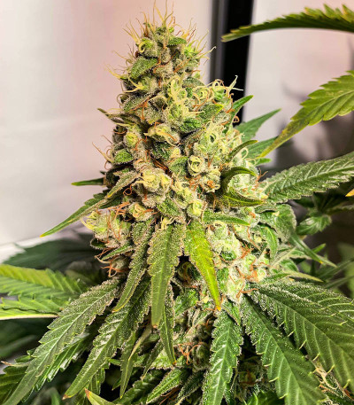 Сорт Moby Delicious fem (Delicious Seeds) Сорт Moby Delicious fem (Delicious Seeds) — изображение 2