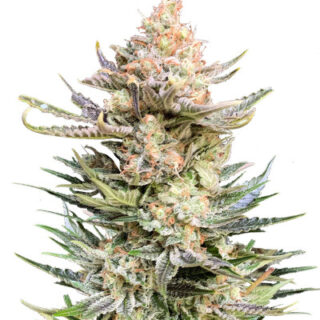Сорт Moby Delicious fem (Delicious Seeds) Сорт Moby Delicious fem (Delicious Seeds)