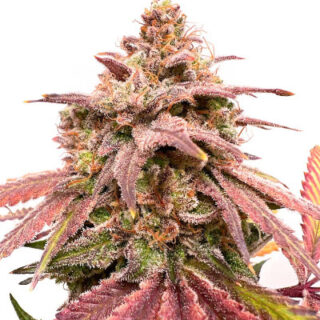 Сорт Persian Pie fem (GHS)