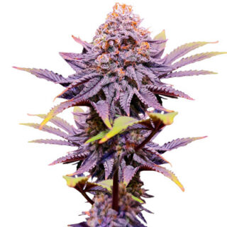 Сорт Punch Cookies fem (AlphaFem Seeds)