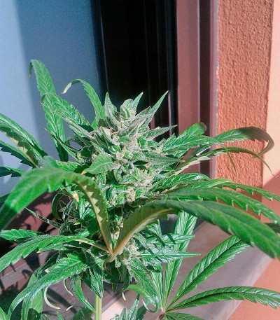 Сорт Pure Kush fem (GHS) Сорт Pure Kush fem (GHS) — изображение 2