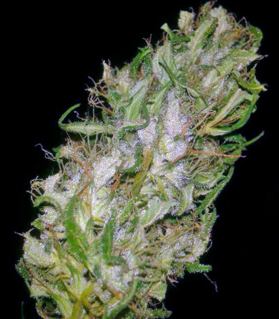 Сорт Pure Kush fem (GHS) Сорт Pure Kush fem (GHS) — изображение 3