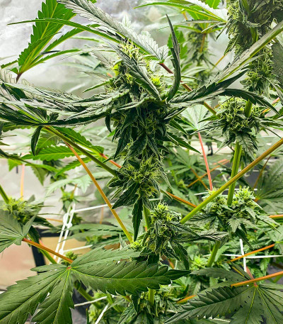 Сорт Runtz Fast Flowering fem (Humboldt Seed Organization) Сорт Runtz Fast Flowering fem (Humboldt Seed Organization) — изображение 4