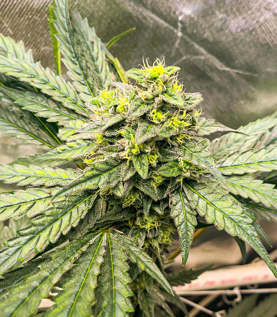 Сорт Runtz Fast Flowering fem (Humboldt Seed Organization) Сорт Runtz Fast Flowering fem (Humboldt Seed Organization) — изображение 7