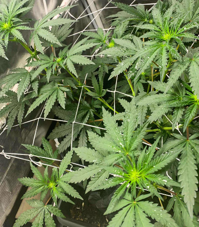 Сорт Runtz Fast Flowering fem (Humboldt Seed Organization) Сорт Runtz Fast Flowering fem (Humboldt Seed Organization) — изображение 8