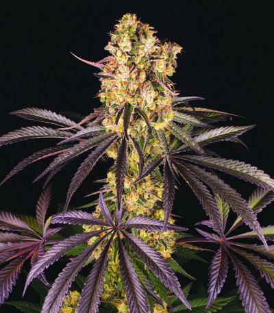 Сорт Runtz Muffin fem (Barney's Farm) Сорт Runtz Muffin fem (Barney's Farm) — изображение 3