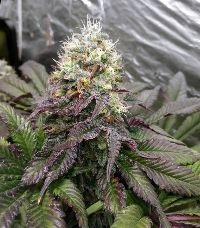 Сорт Runtz Muffin fem (Barney's Farm) Сорт Runtz Muffin fem (Barney's Farm) — изображение 4