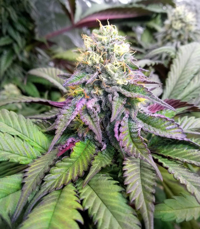 Сорт Runtz Muffin fem (Barney's Farm) Сорт Runtz Muffin fem (Barney's Farm) — изображение 6