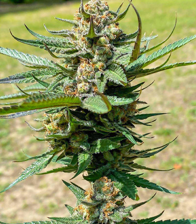 Сорт Sith OG fem (AlphaFem Seeds) Сорт Sith OG fem (AlphaFem Seeds) — изображение 5
