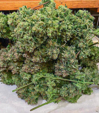 Сорт Sith OG fem (AlphaFem Seeds) Сорт Sith OG fem (AlphaFem Seeds) — изображение 3