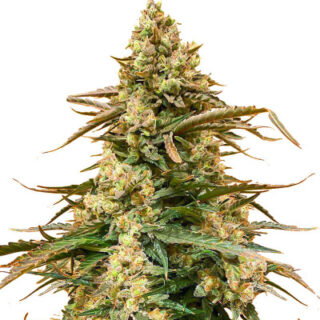 Сорт Sith OG fem (AlphaFem Seeds)