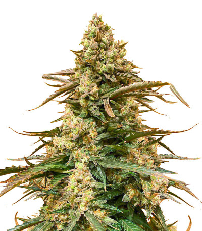 Сорт Sith OG fem (AlphaFem Seeds) Сорт Sith OG fem (AlphaFem Seeds)