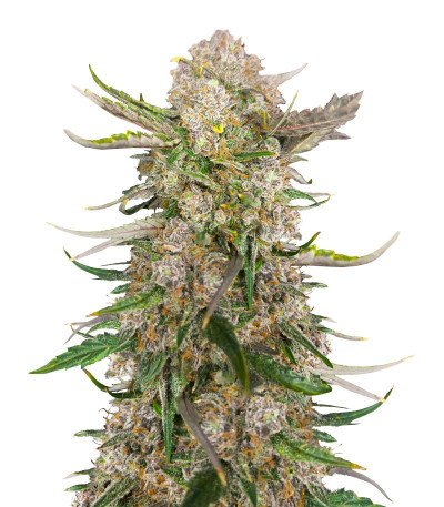 Сорт Apple Strudel Auto fem (FastBuds) Сорт Apple Strudel Auto fem (FastBuds)