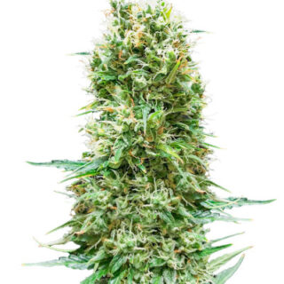 Сорт Animal Face Auto fem (Cali Buds Seeds) Сорт Animal Face Auto fem (Cali Buds Seeds)