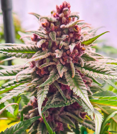Сорт Still Bubba fem (AlphaFem Seeds) Сорт Still Bubba fem (AlphaFem Seeds) — изображение 4