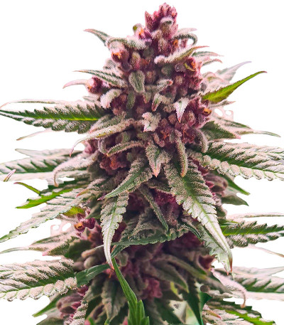 Сорт Still Bubba fem (AlphaFem Seeds) Сорт Still Bubba fem (AlphaFem Seeds)
