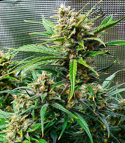 Сорт Strawberry Gorilla Auto fem (FastBuds) Сорт Strawberry Gorilla Auto fem (FastBuds) — изображение 5