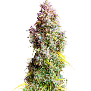 Сорт Strawberry Gorilla Auto fem (FastBuds)
