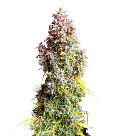 Сорт Strawberry Gorilla Auto fem (FastBuds) Сорт Strawberry Gorilla Auto fem (FastBuds)