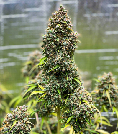 Сорт Strawberry Gorilla Auto fem (FastBuds) Сорт Strawberry Gorilla Auto fem (FastBuds) — изображение 3
