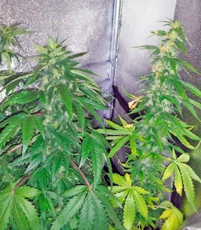 Сорт Super Bud fem (GHS) Сорт Super Bud fem (GHS) — изображение 3