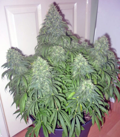 Сорт Super Bud fem (GHS) Сорт Super Bud fem (GHS) — изображение 4