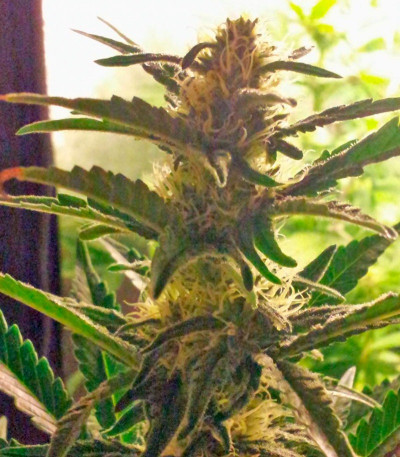 Сорт Super Bud fem (GHS) Сорт Super Bud fem (GHS) — изображение 5