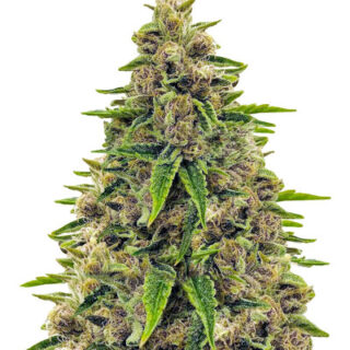 Сорт Totally Alpha OG fem (AlphaFem Seeds)