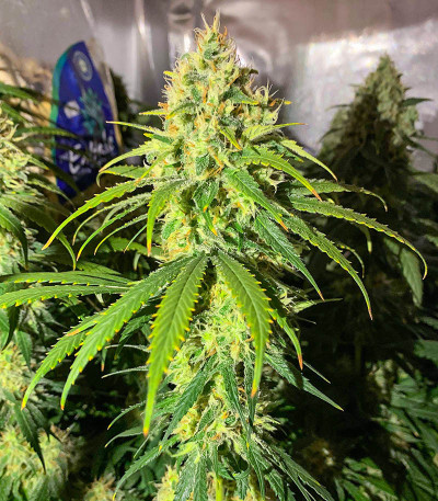 Сорт Vitality fem (AlphaFem Seeds) Сорт Vitality fem (AlphaFem Seeds) — изображение 3