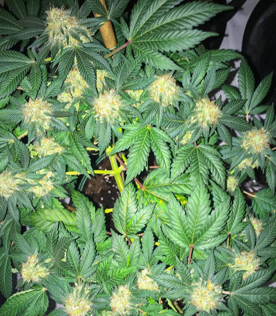 Сорт Vitality fem (AlphaFem Seeds) Сорт Vitality fem (AlphaFem Seeds) — изображение 4