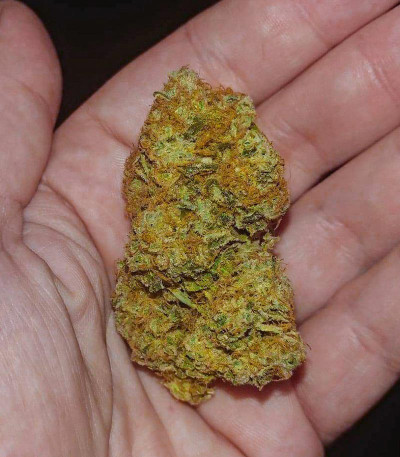 Сорт Vitality fem (AlphaFem Seeds) Сорт Vitality fem (AlphaFem Seeds) — изображение 5