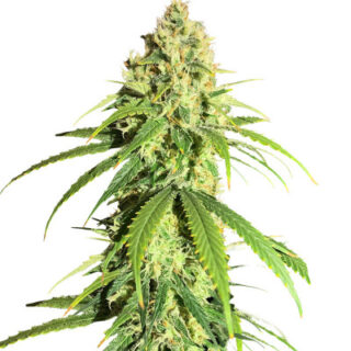 Сорт Vitality fem (AlphaFem Seeds)