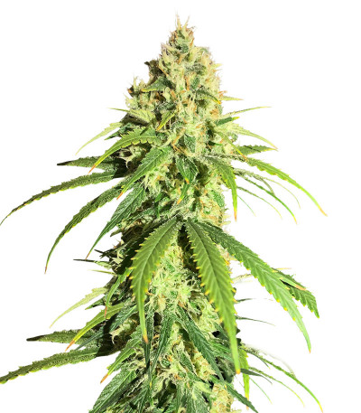 Сорт Vitality fem (AlphaFem Seeds) Сорт Vitality fem (AlphaFem Seeds)