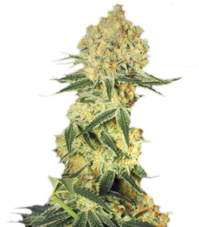 Сорт Auto Wappa fem (Paradise Seeds) Сорт Auto Wappa fem (Paradise Seeds)