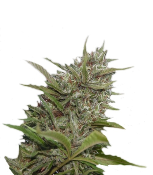 Сорт Auto Whiteberry fem (Paradise Seeds) Сорт Auto Whiteberry fem (Paradise Seeds)