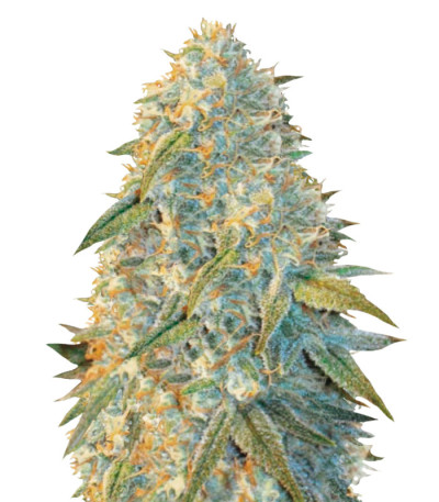 Сорт Auto Northern Light fem (Victory Seeds) Сорт Auto Northern Light fem (Victory Seeds)
