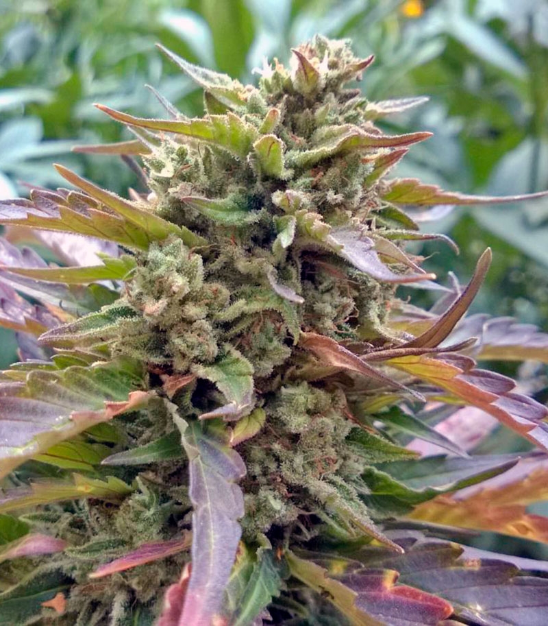 Сорт Auto Whiteberry fem (Paradise Seeds) Сорт Auto Whiteberry fem (Paradise Seeds) — изображение 4