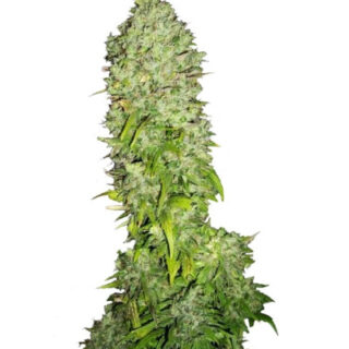Сорт Big Bang fem (GHS)