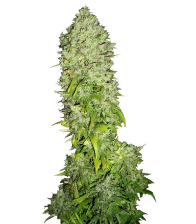 Сорт Big Bang fem (GHS) Сорт Big Bang fem (GHS)