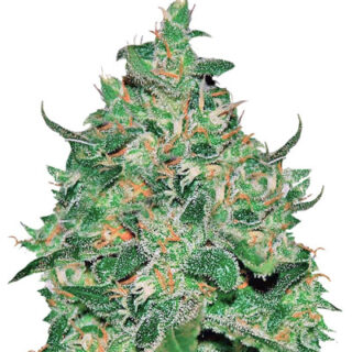 Сорт Critical Jack Herer Auto fem (Delicious Seeds)