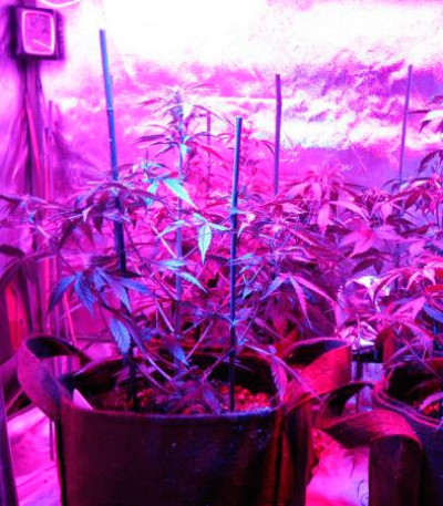 Сорт Critical Jack Herer Auto fem (Delicious Seeds) Сорт Critical Jack Herer Auto fem (Delicious Seeds) — изображение 3